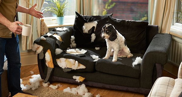 Does Renters Insurance Cover Pet Damage? : Farmers Insurance®