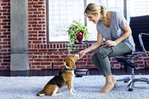 Pet Insurance Plans For Dogs And Cats Farmers Insurance